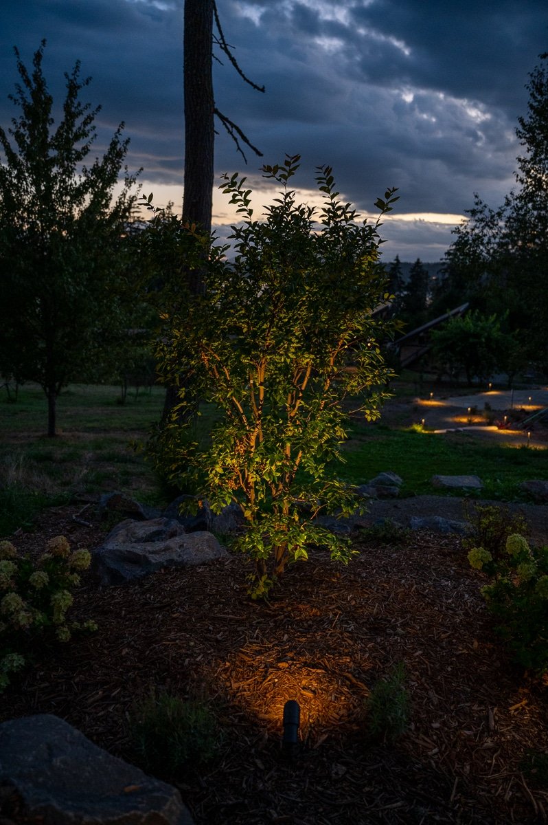 Plant being lit by LED landscape light.