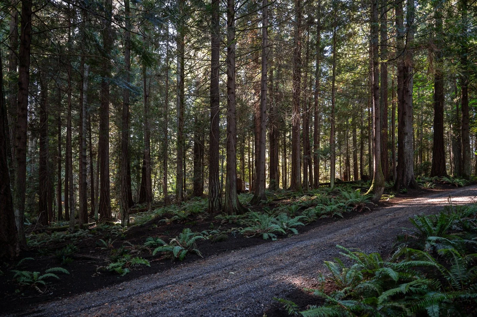 Fern lined gravel road through a forest.jpg