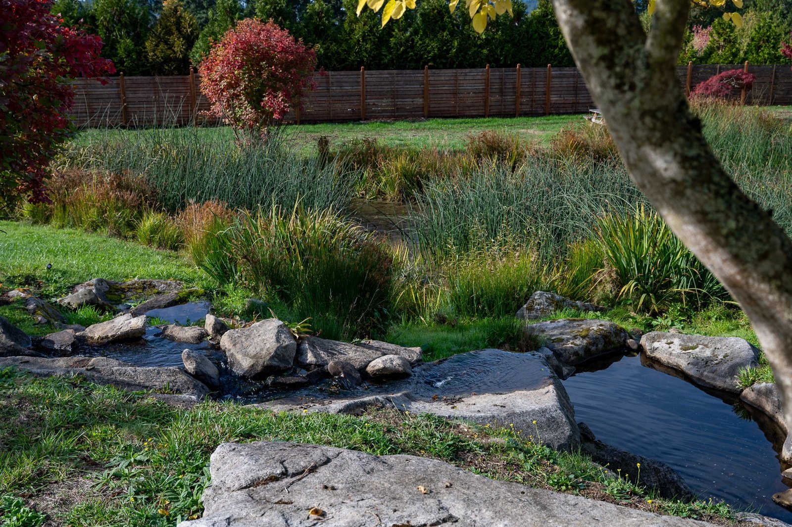 Natural pond surrounded by water plants and evergreens-159.jpg