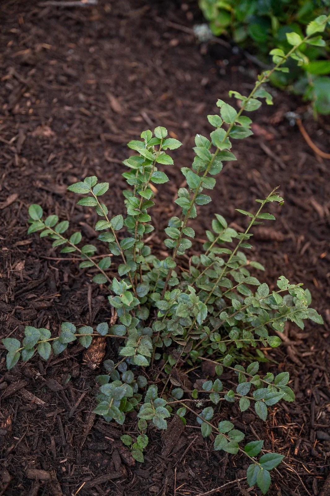 Evergreen huckleberry growing in the underbrush.jpg