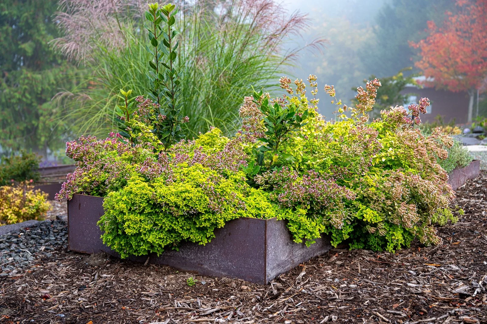 Custom welded veggie beds with native plants surrounding it 7.jpg