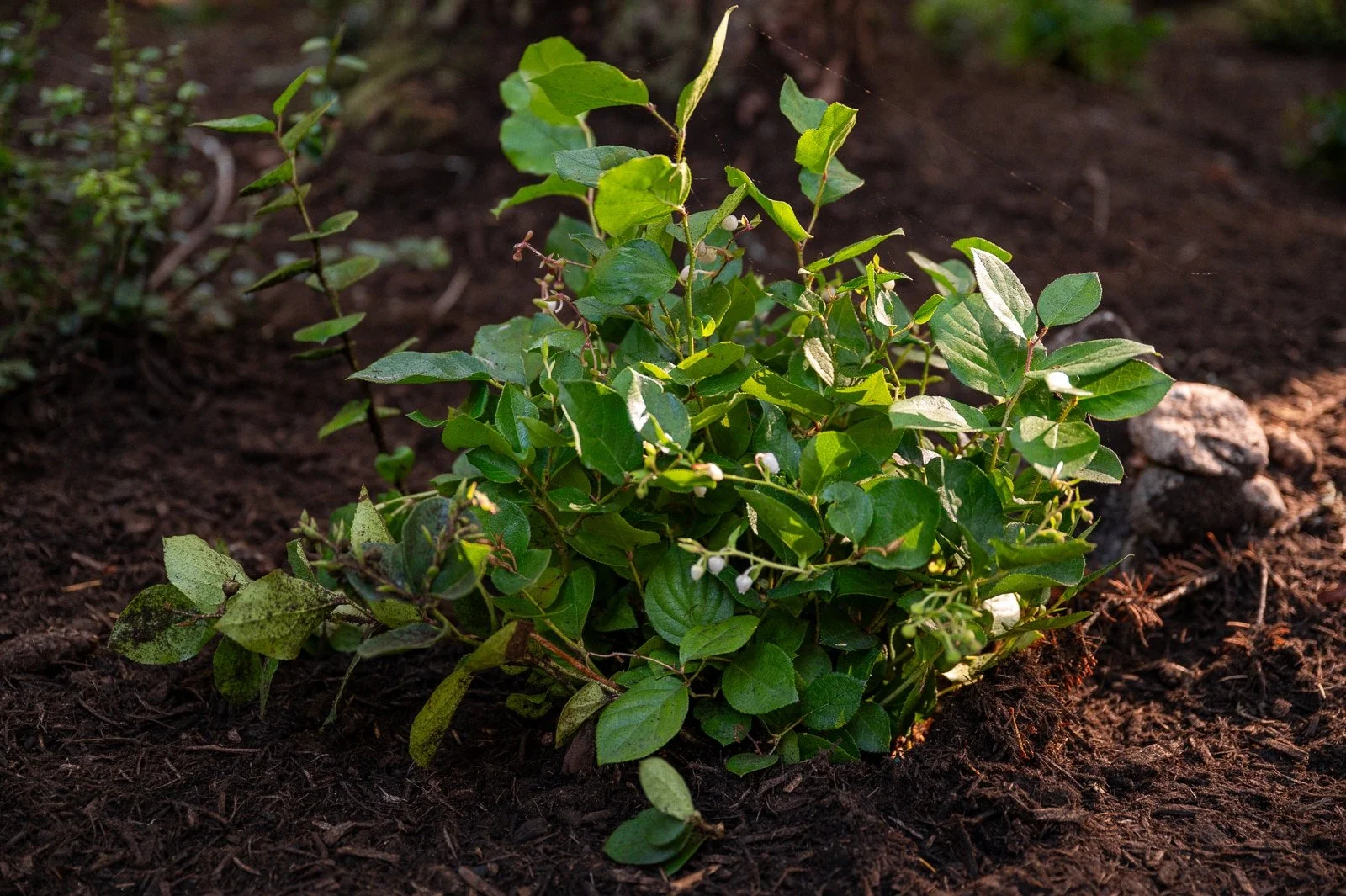 PNW native salal plant growing in the forest.jpg