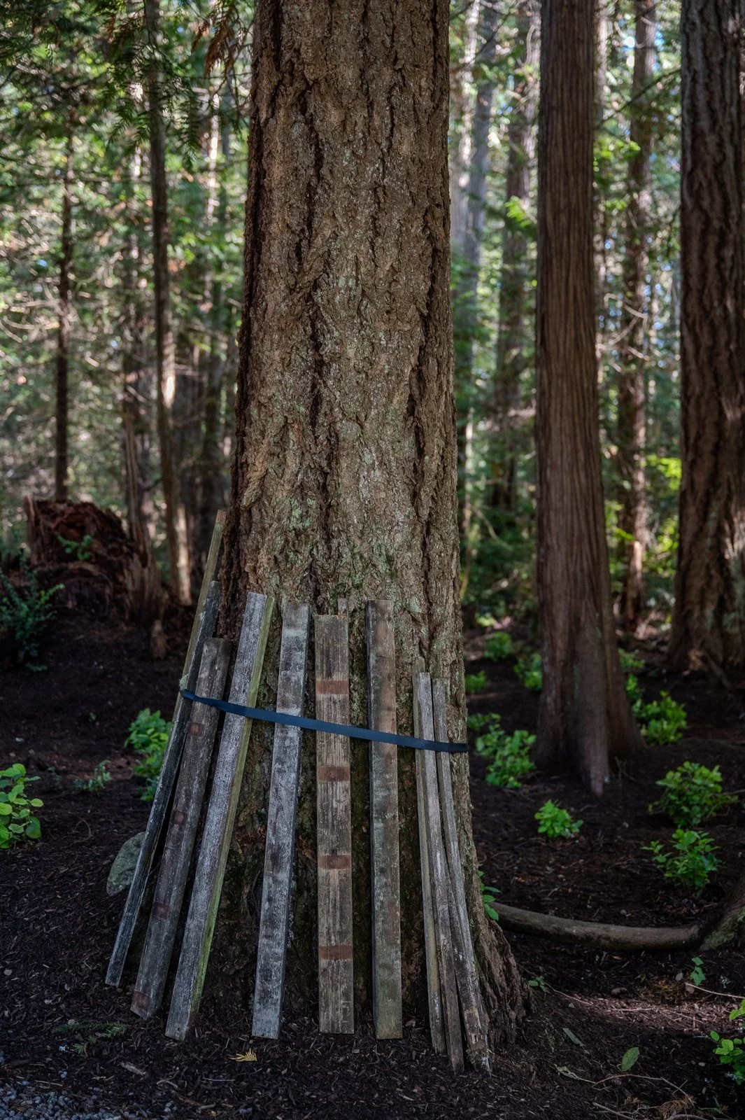 Wood wrapped around the base of a fir tree.jpg