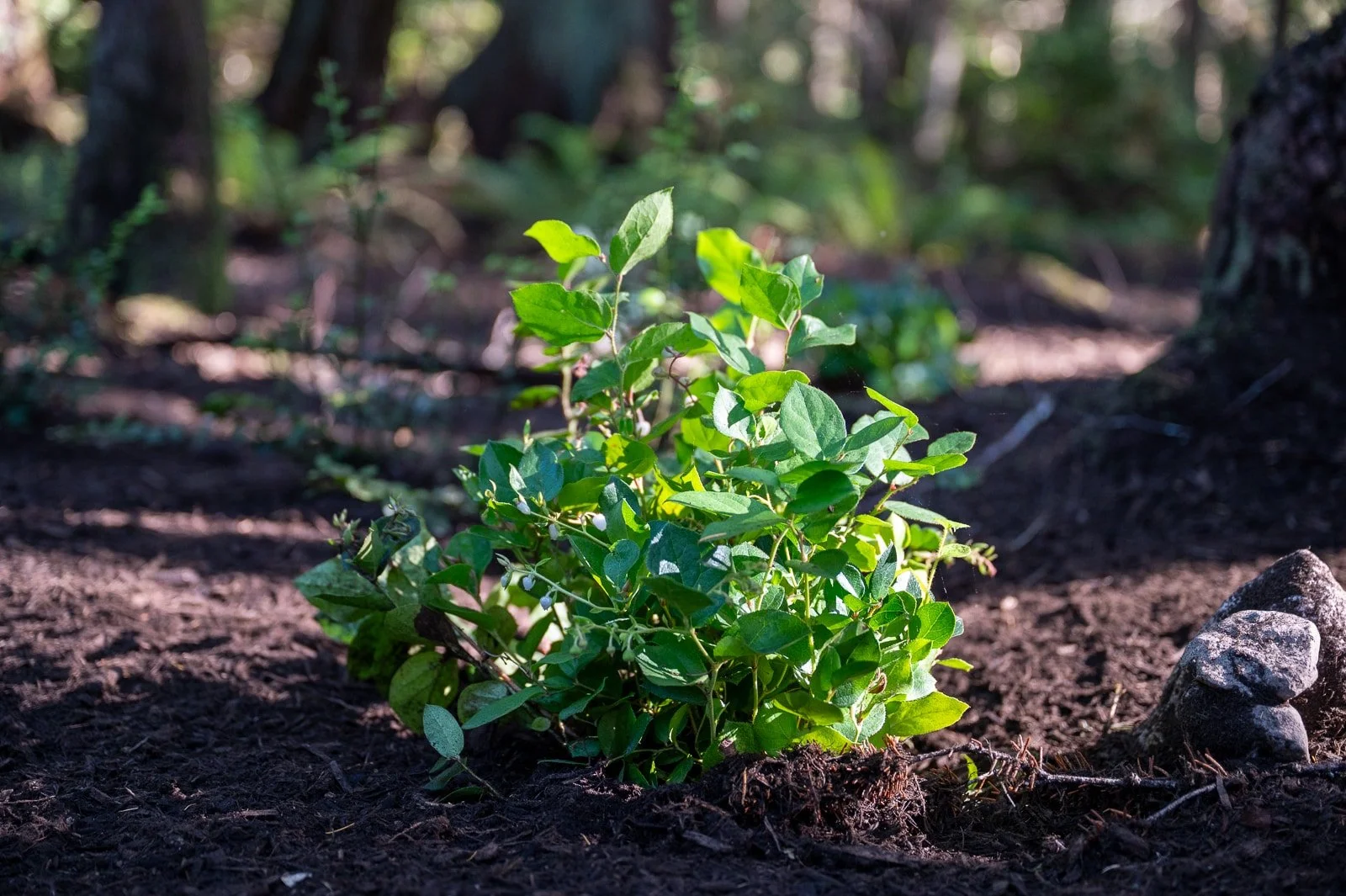 Freshly planted salal.jpg