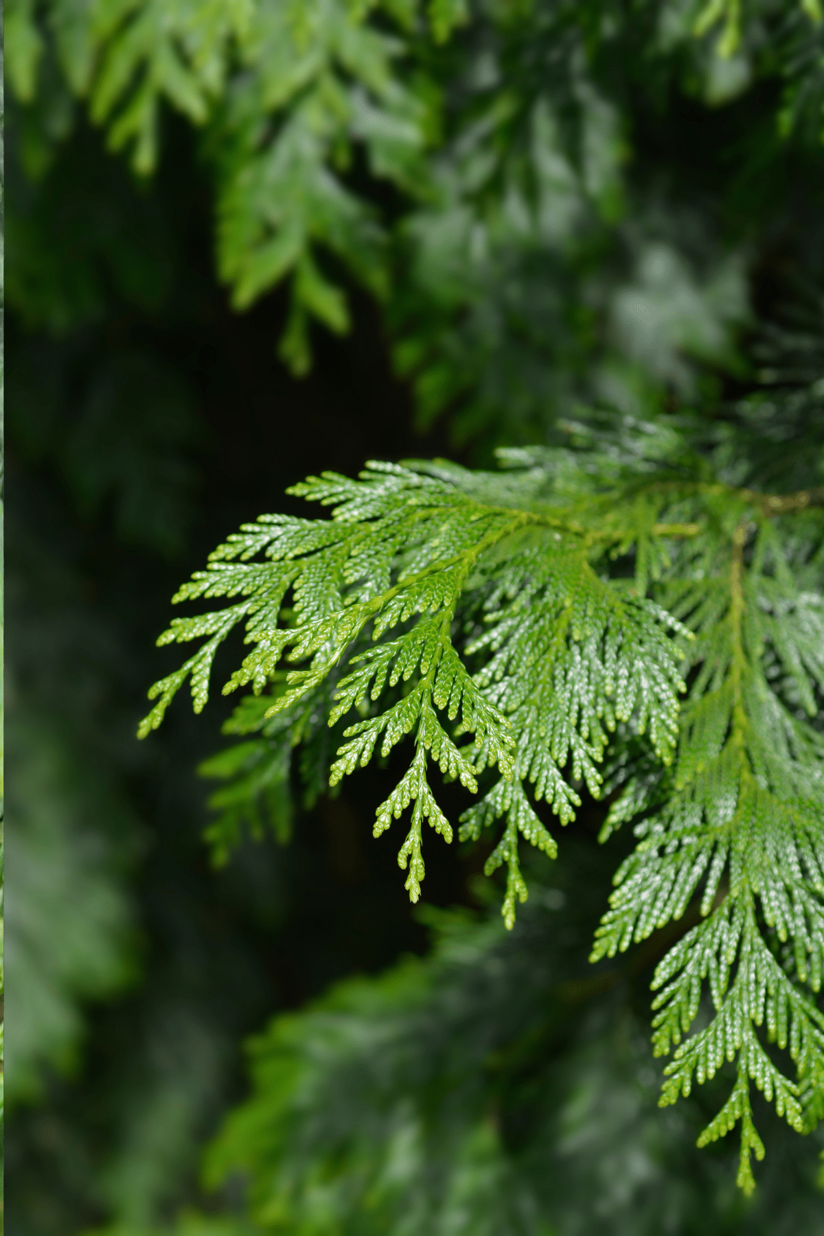 Western Red Cedar