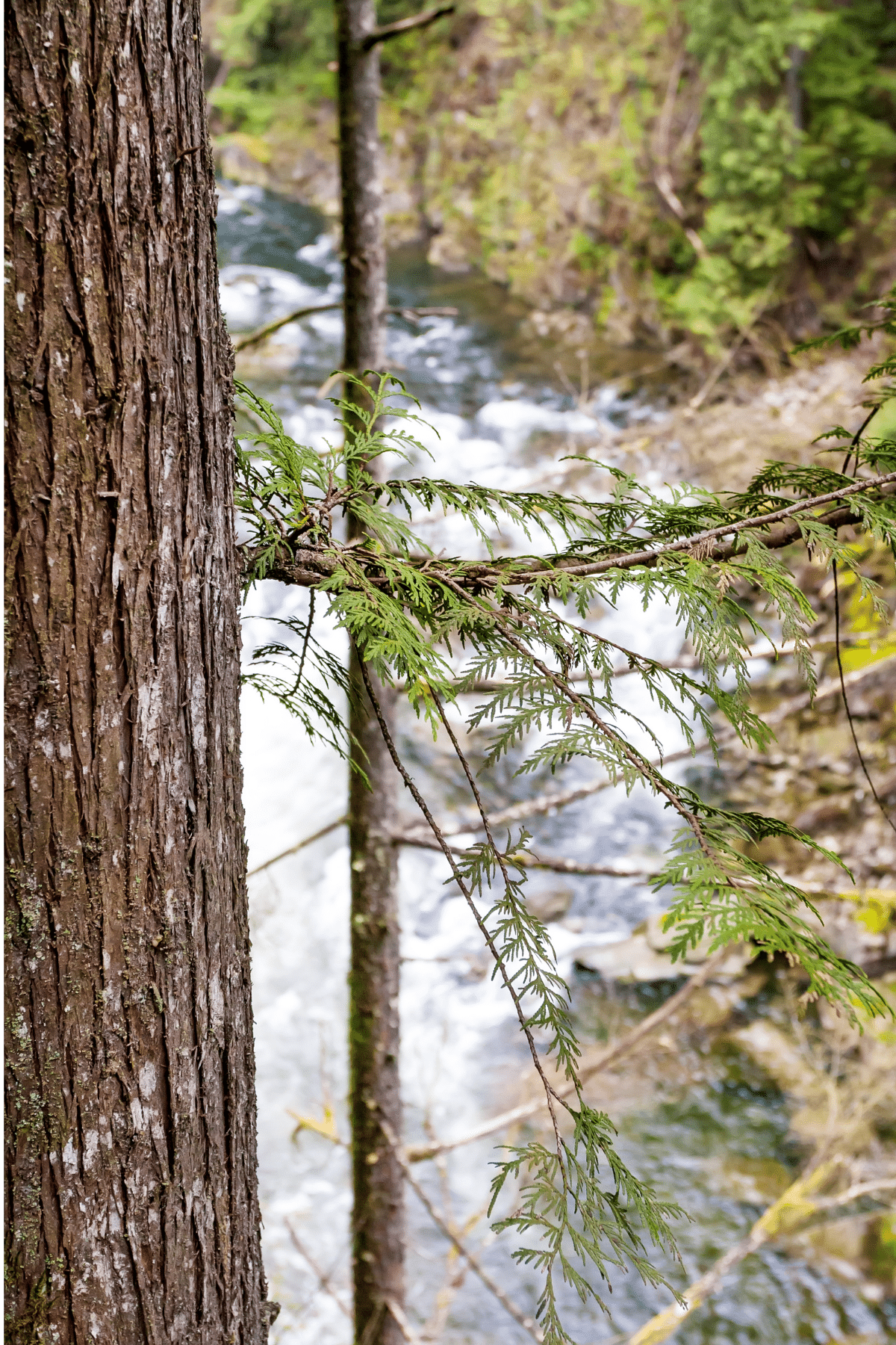 Larger evergreen tree.