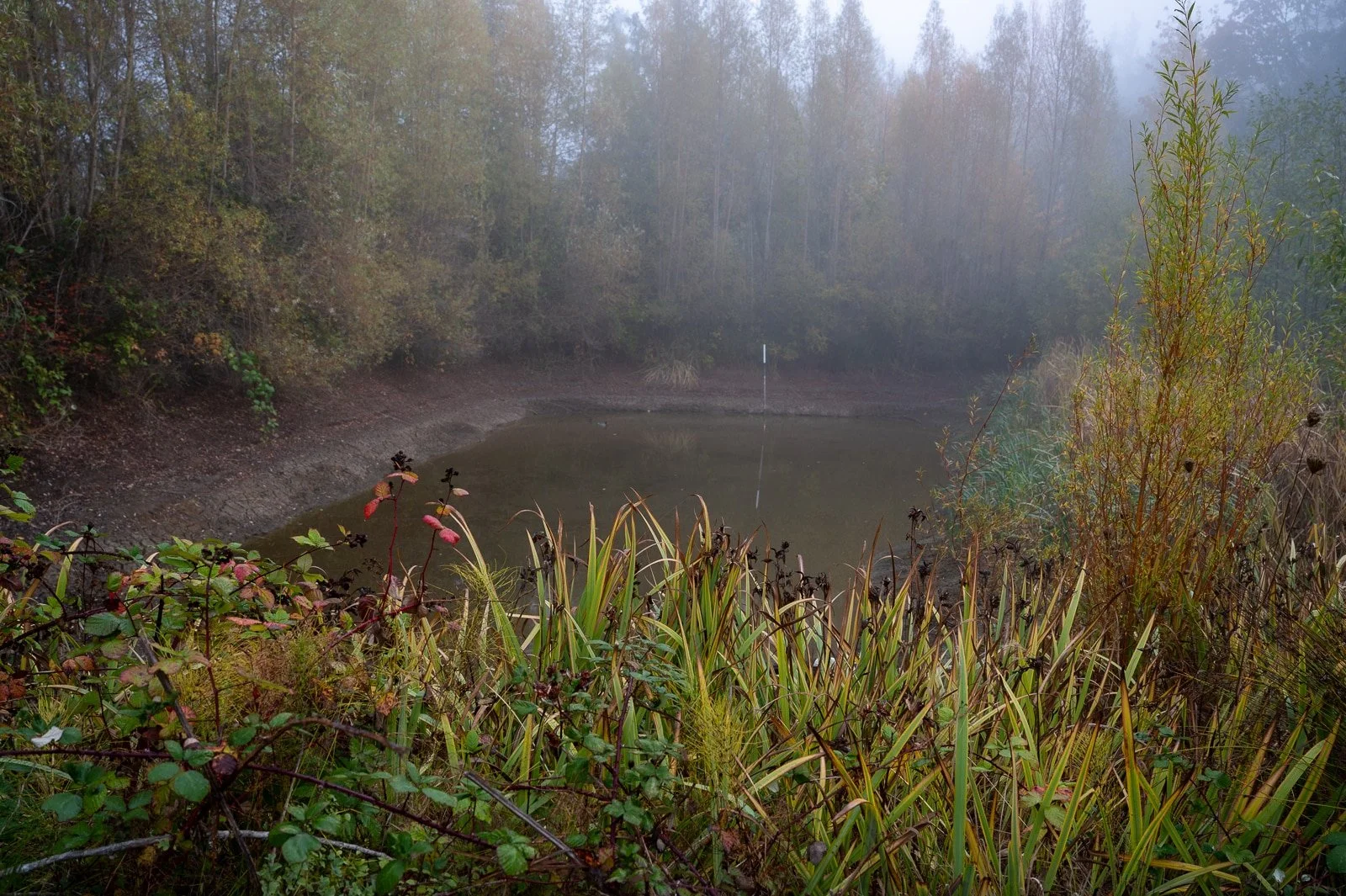 Large eco pond surrounded by plants.jpg