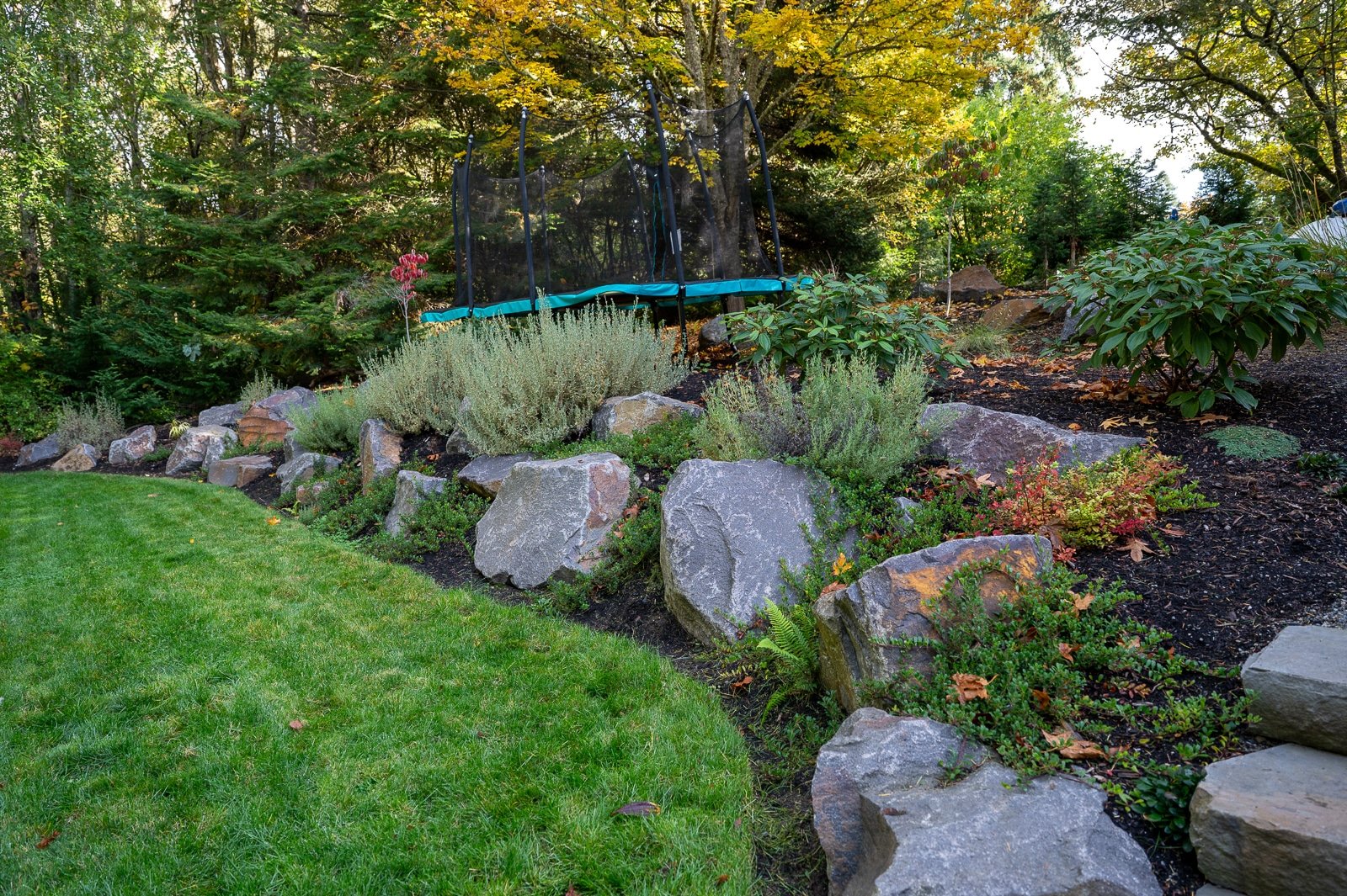 Alpine rockery with lavender and other plants 1.jpg