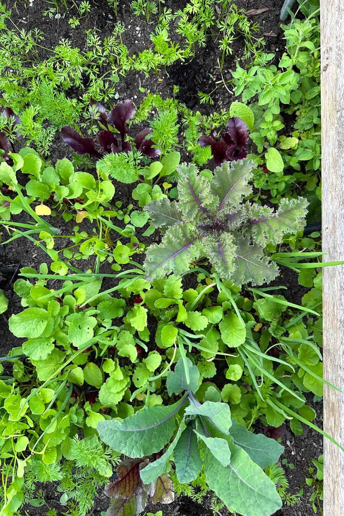 Close up of veggie garden.