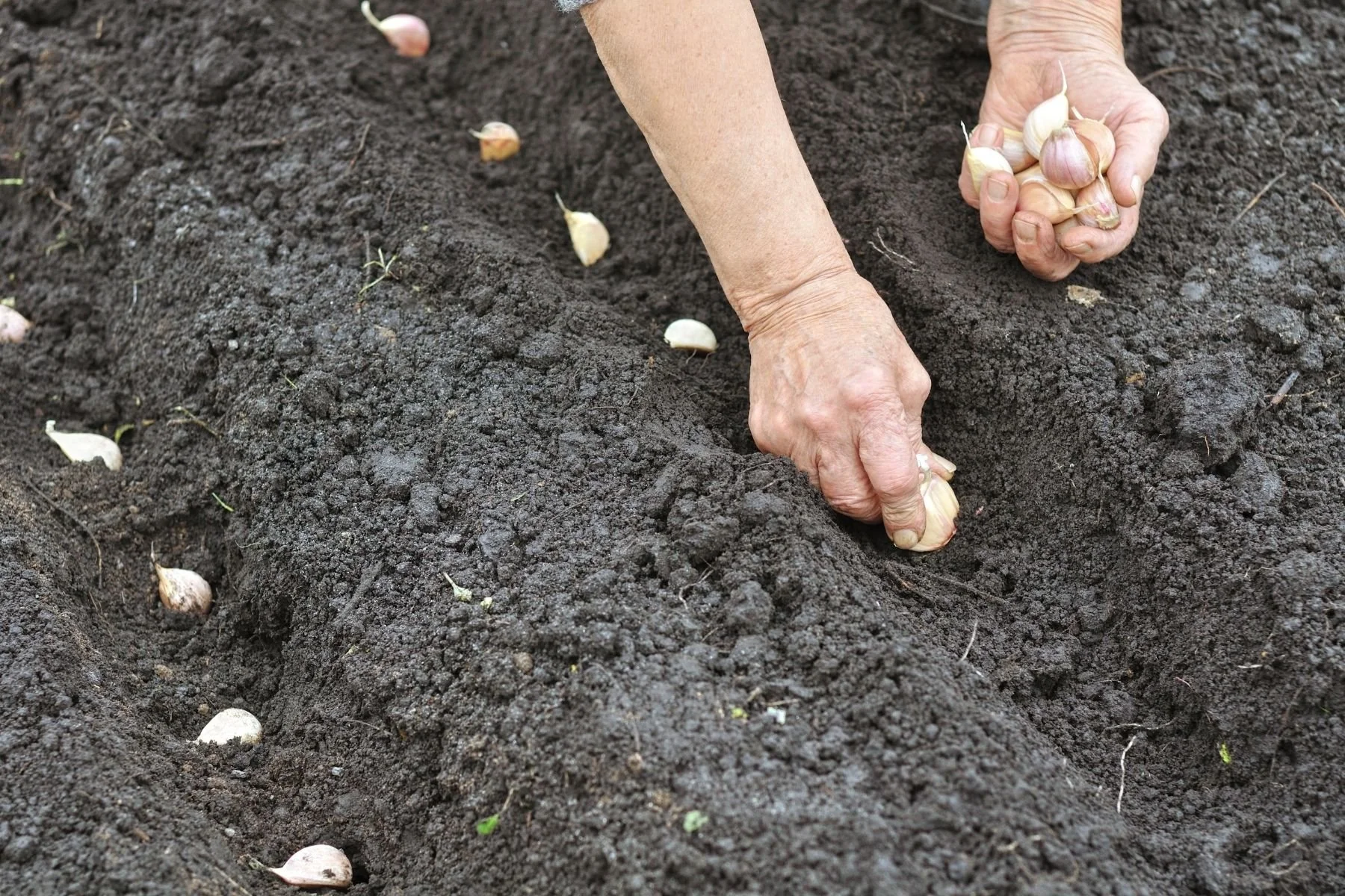 Person planting garlic in the dirt.