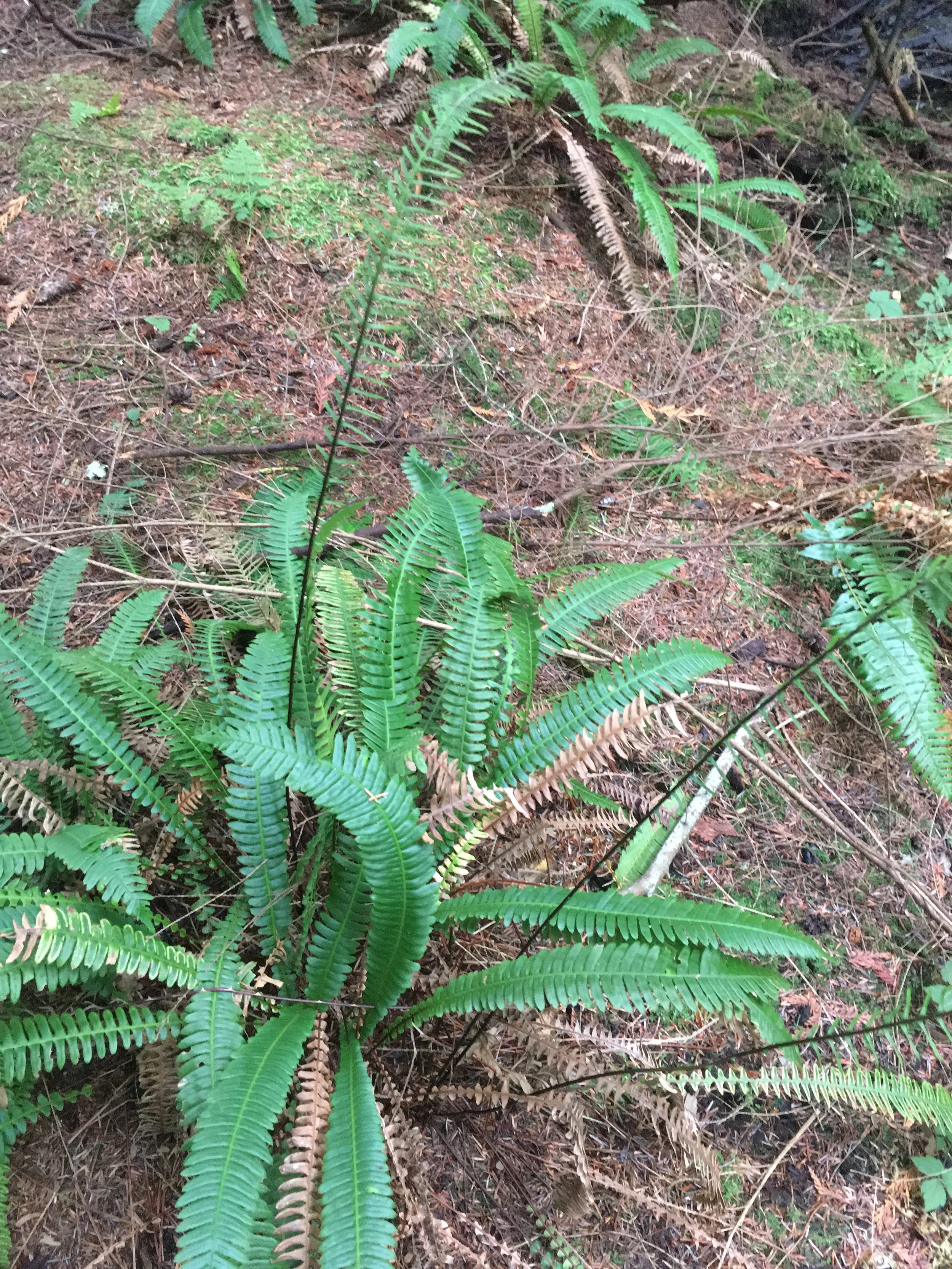 Native deer ferns growing in a garden.