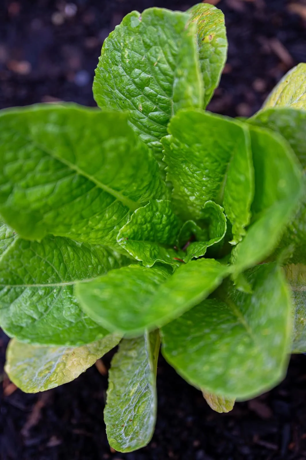 Lush green lettuce growing in a raised veggie bed 1.jpg