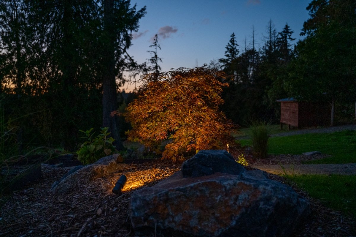 Plants being lit by a soft LED landscape light.