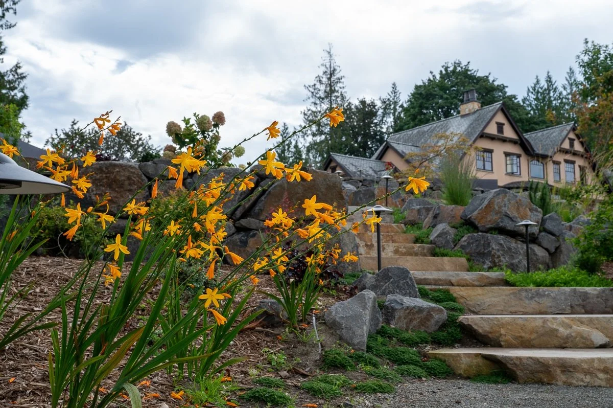 Bright orange flowers in a garden.