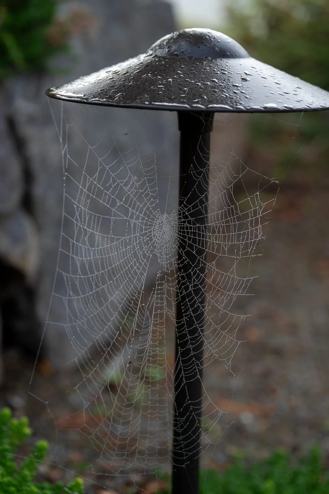 LED pathway lights in PNW native landscape 6.jpg