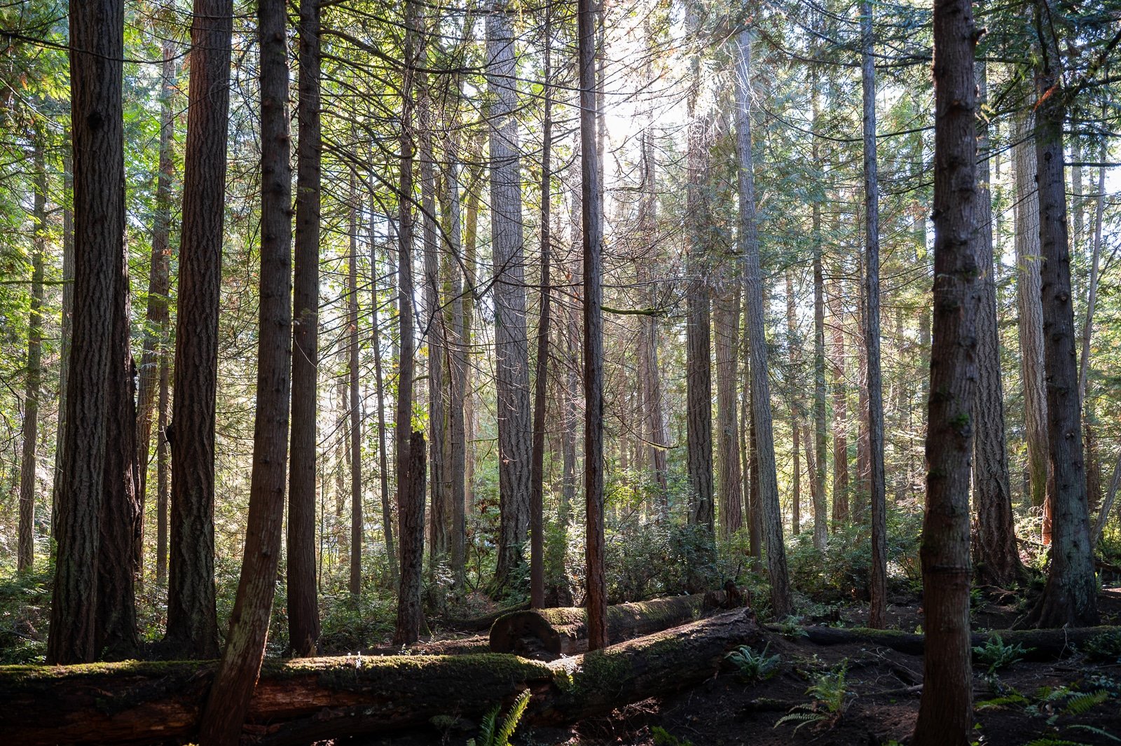 Large evergreen forest with fallen trees as nurse logs.jpg