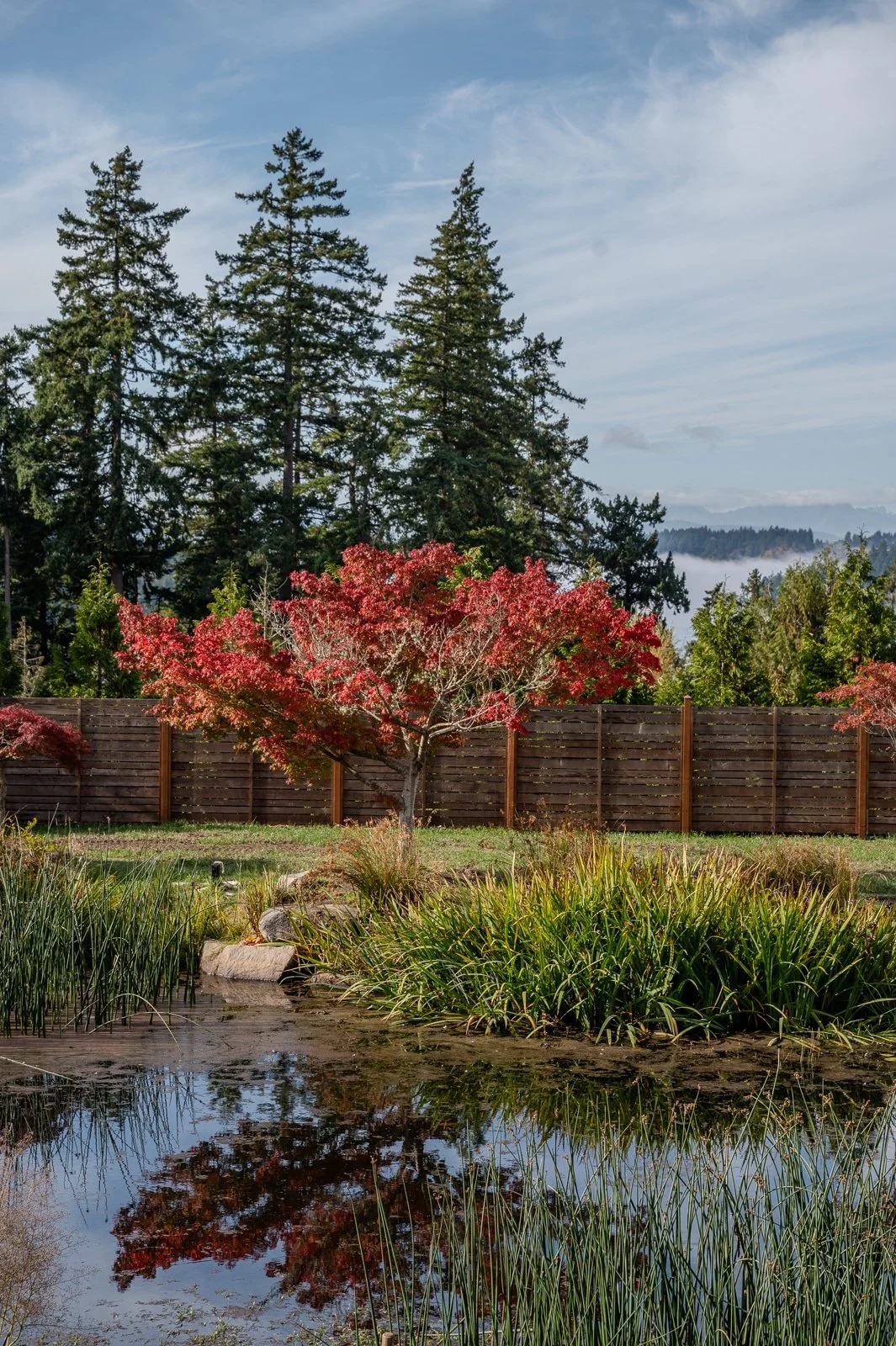 Natural pond surrounded by water plants and evergreens-161.jpg