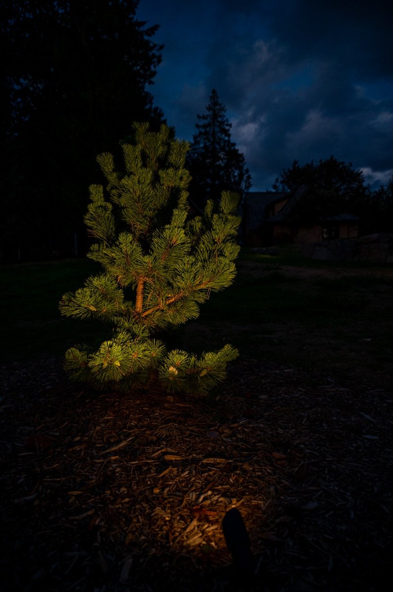 Outdoor LED landscape light illuminating an evergreen tree.