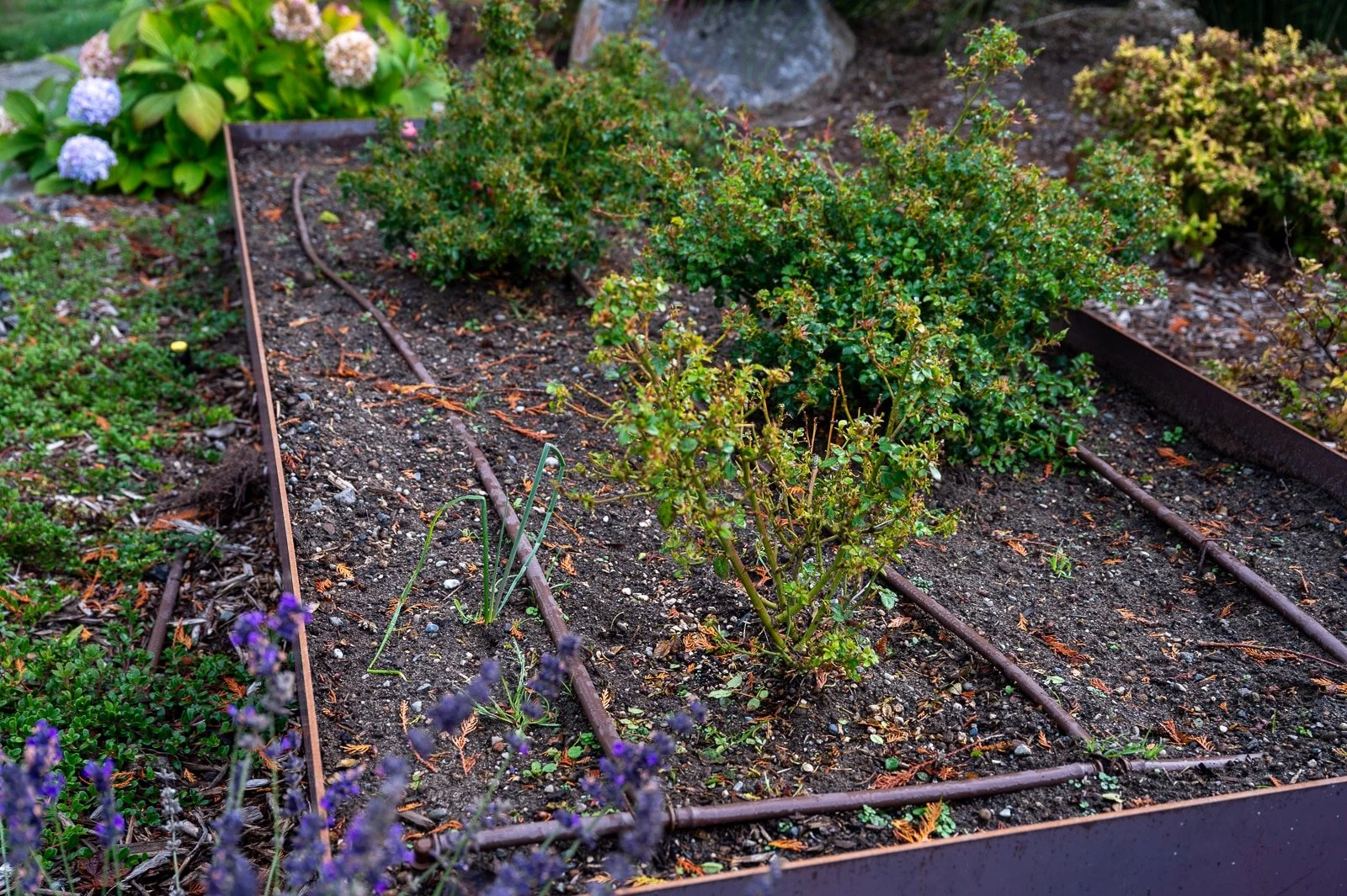 Custom welded veggie beds with drip irrigation installed.jpg