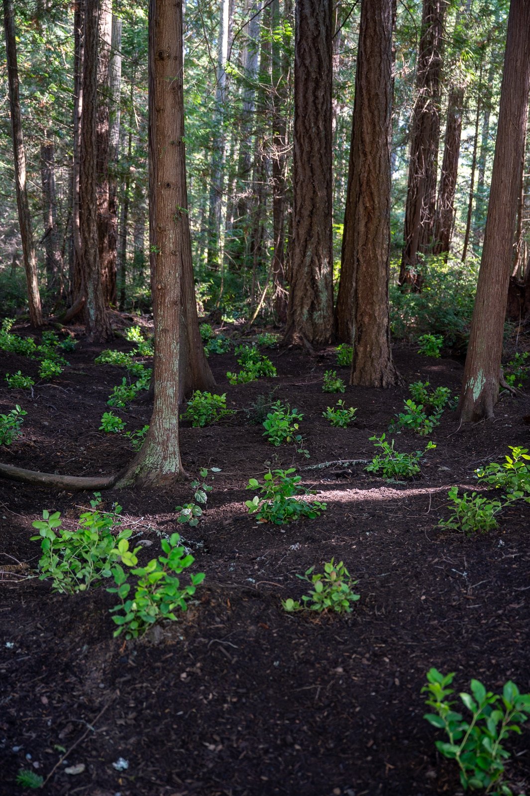 Salal planted at the foot of evergreen trees.jpg