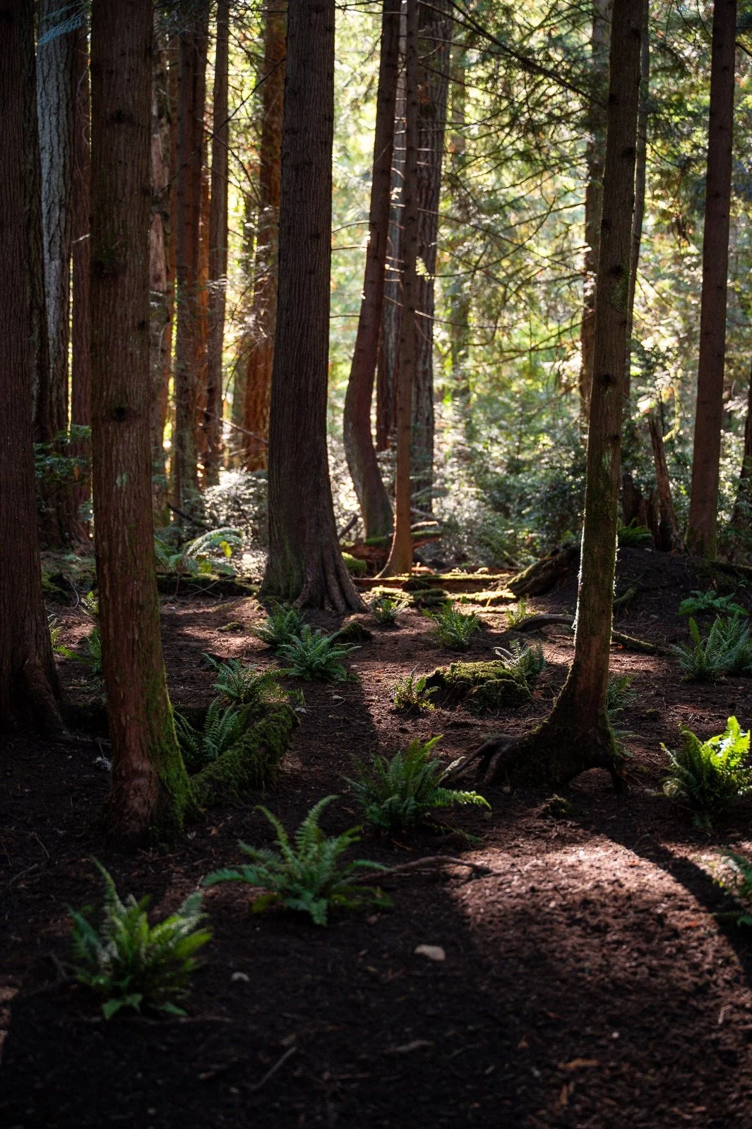 Ferns filling in the understory of a forest-5.jpg