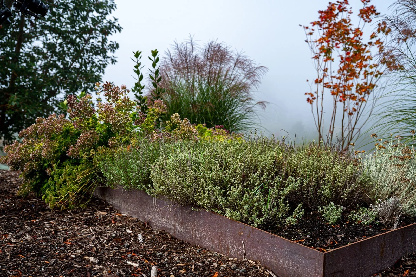 Custom welded veggie beds with native plants surrounding it 11.jpg