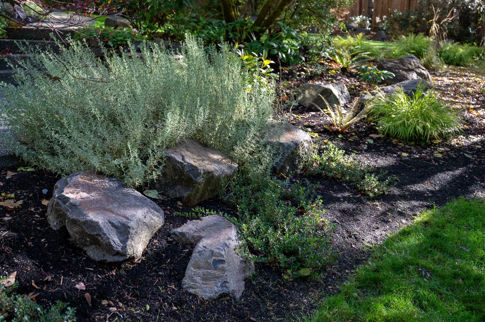 Alpine boulders with lavender and lush plants against a green lawn.jpg