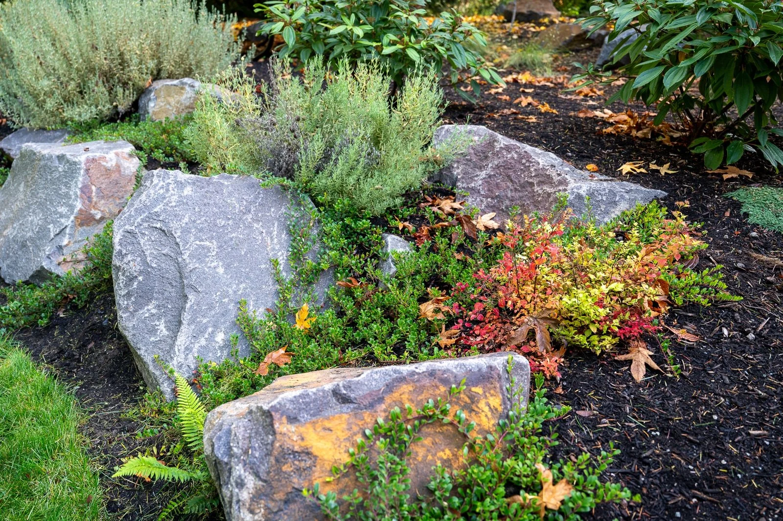 Alpine boulders with lavender and lush plants against a green lawn 1.jpg