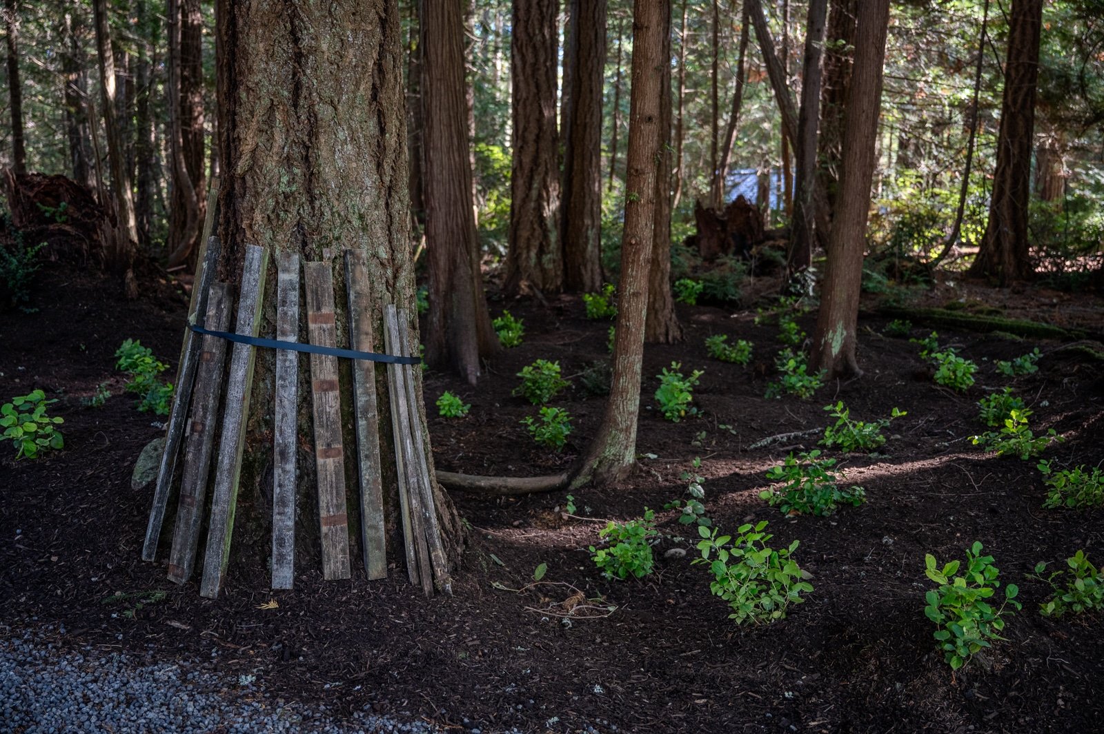 Wood planks stacked around a tree.jpg