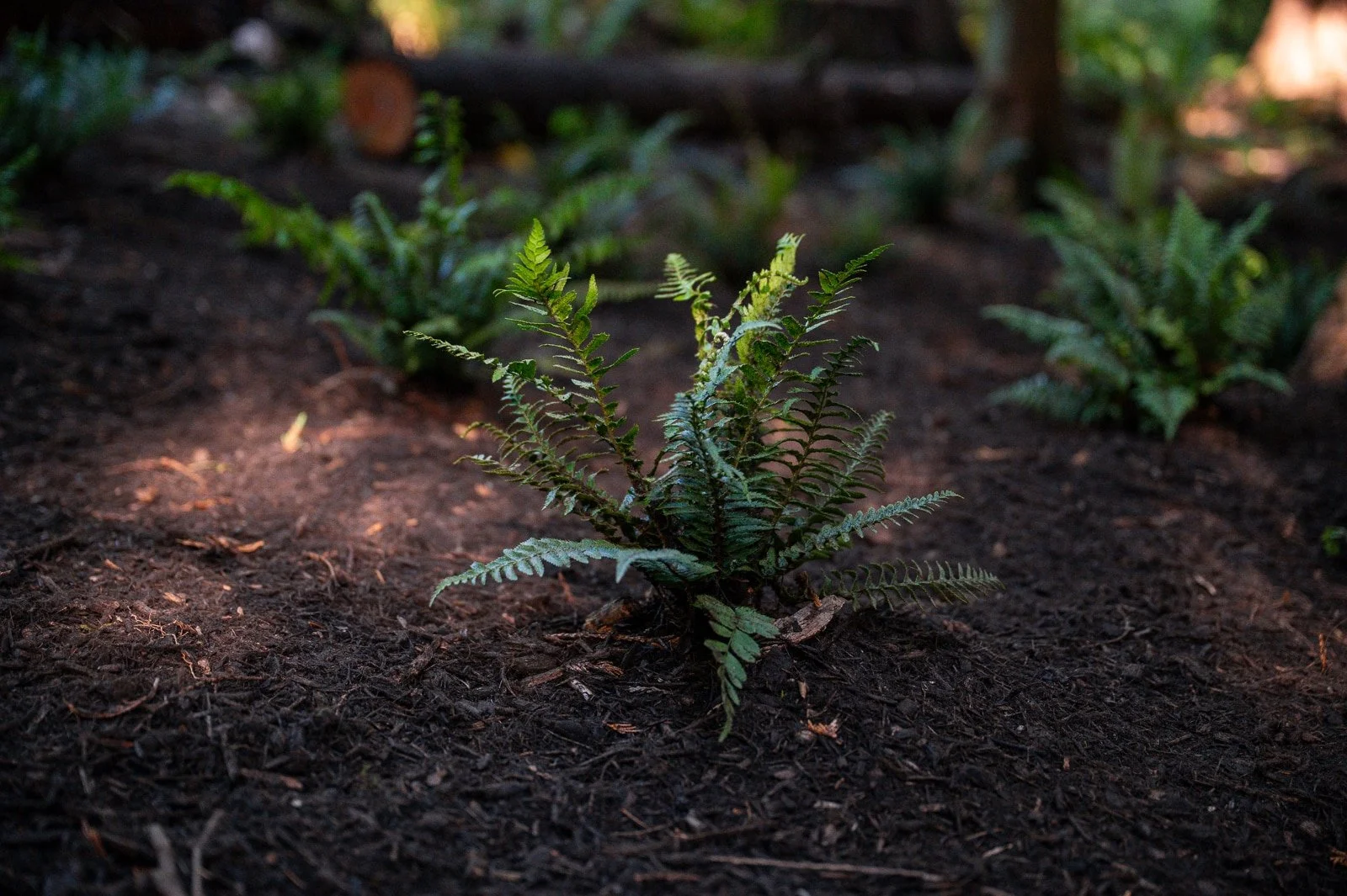 Sword fern plants at the base of trees-1.jpg
