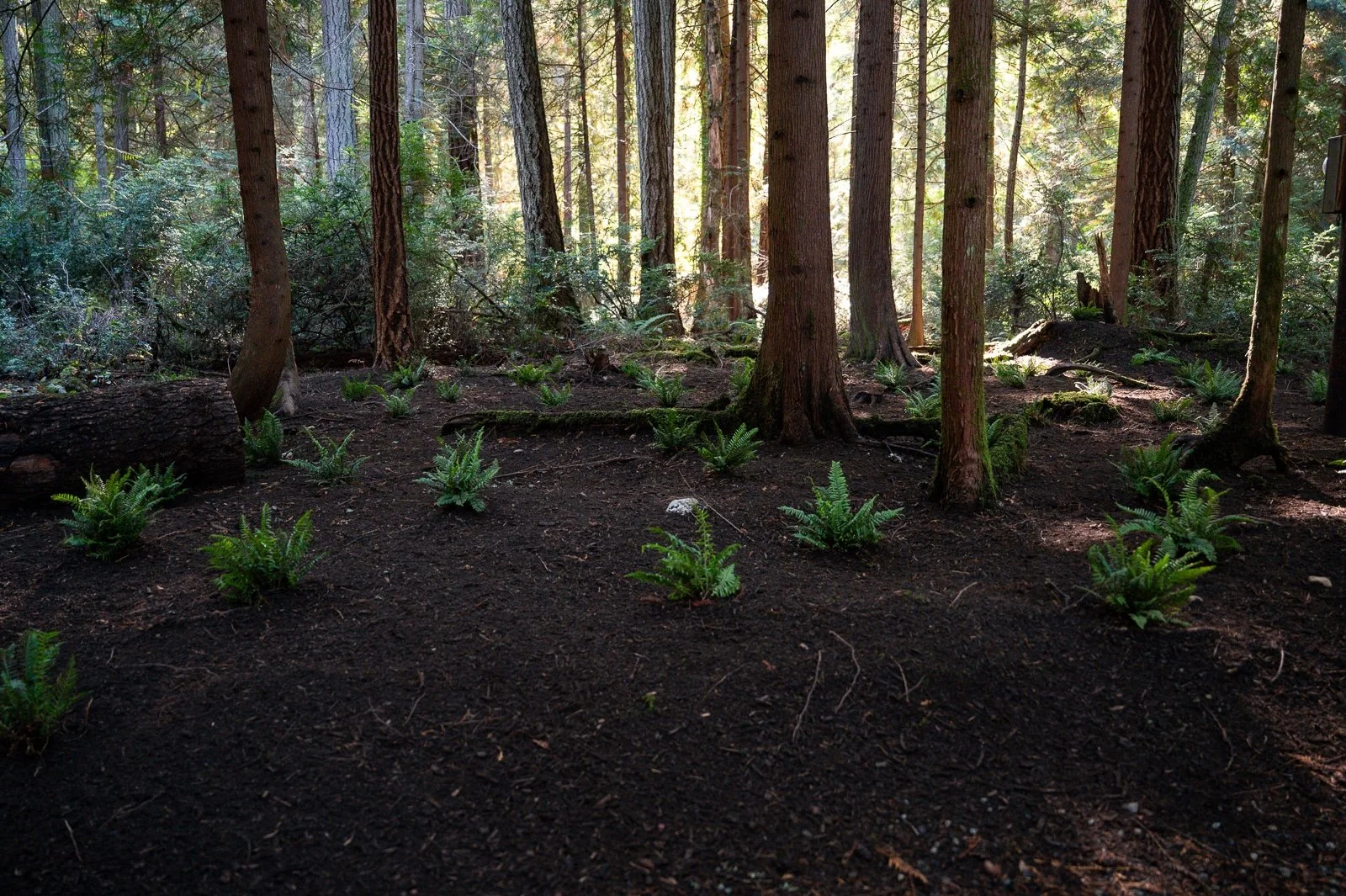 Ferns filling in the understory of a forest-3.jpg