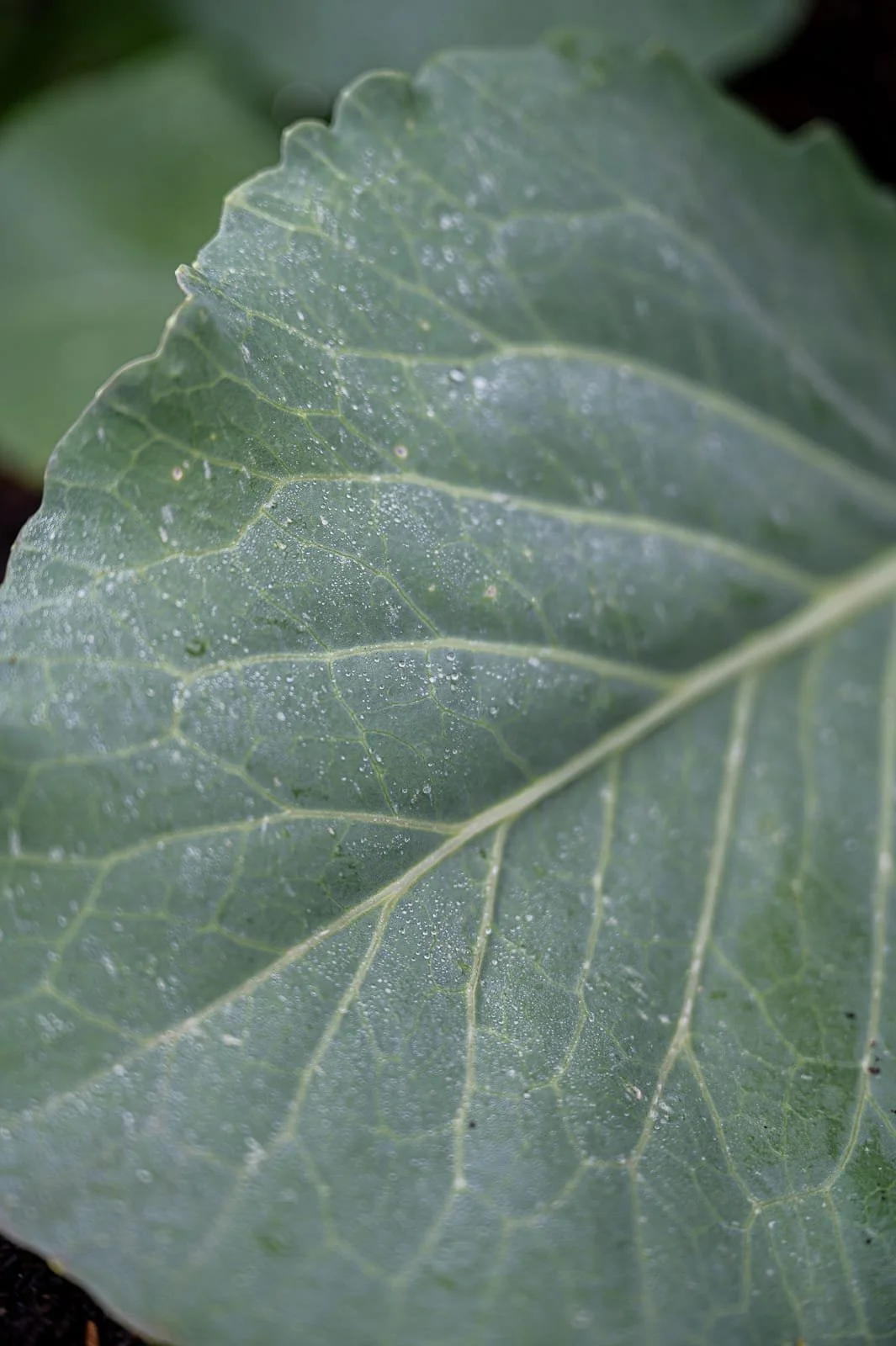 Lush green lettuce growing in a raised veggie bed 2.jpg