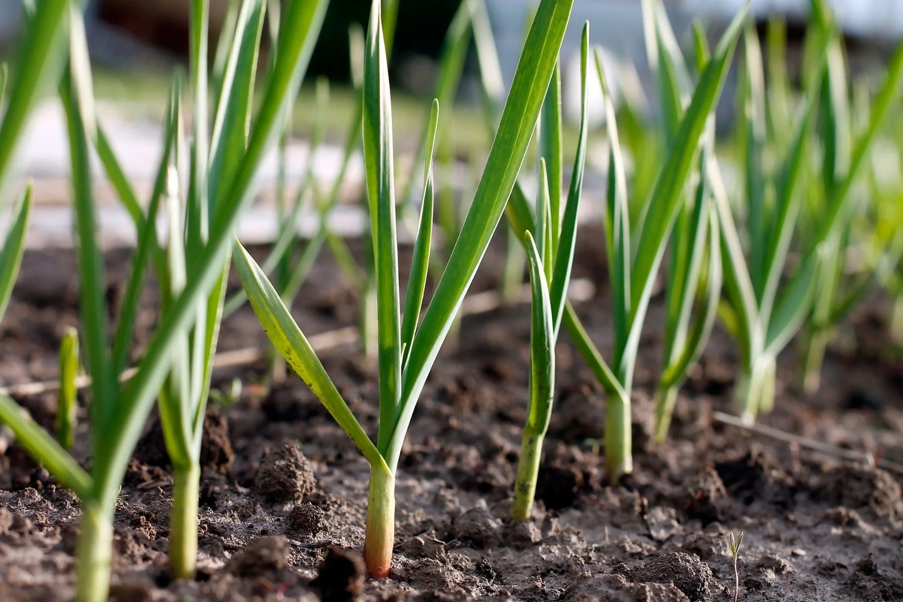 Green garlic scapes growing in the garden.