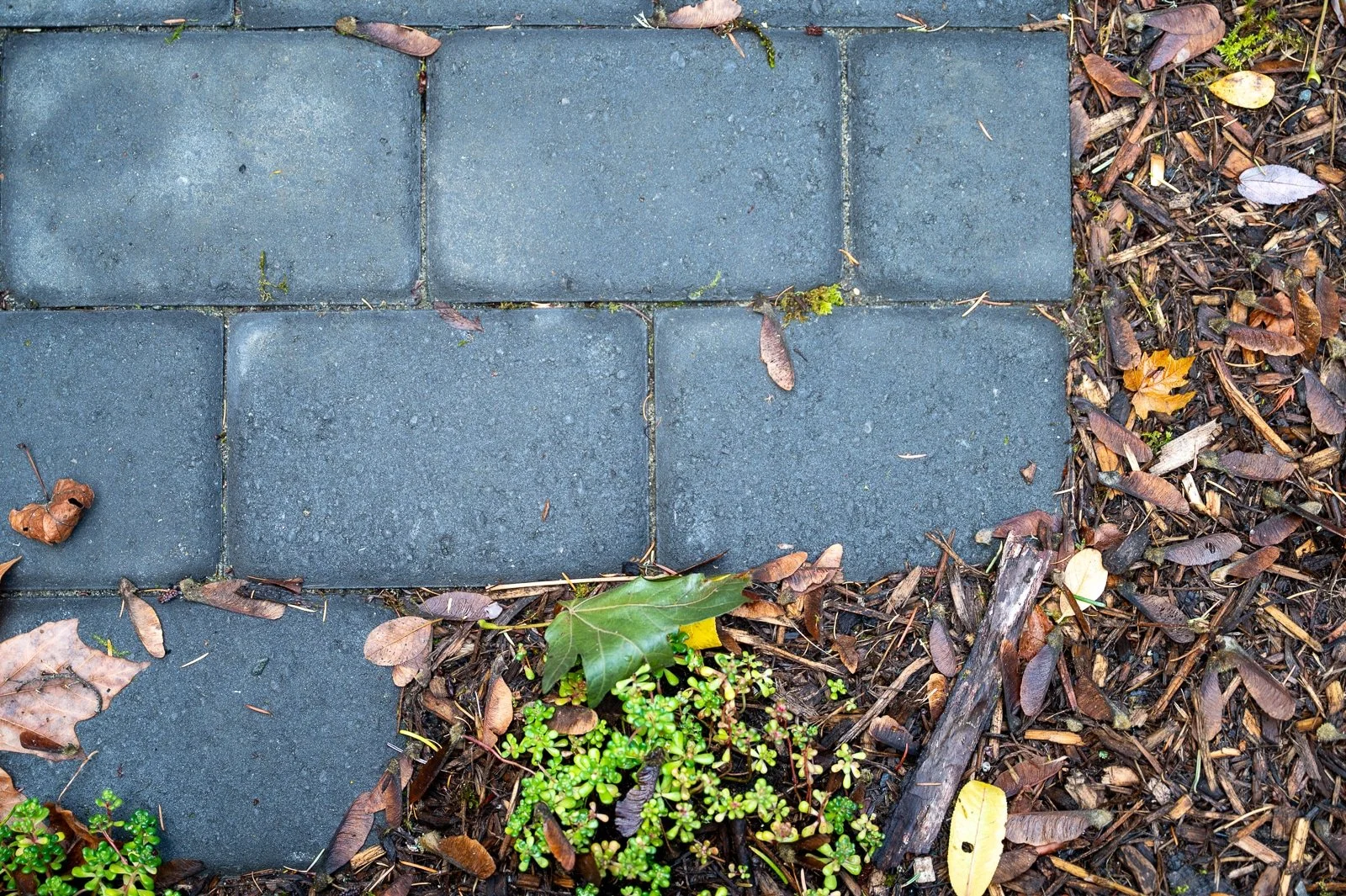 Edge of concrete block patio agains barked bed.jpg