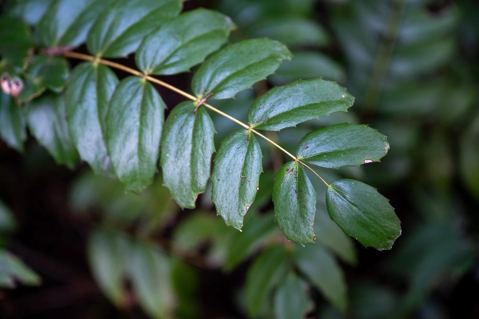 Leaves of an Oregon grape plant-3.jpg