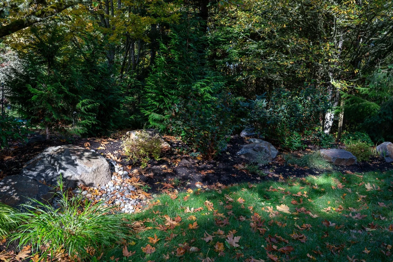 Green lawn with scattered leaves against a planting bed.jpg