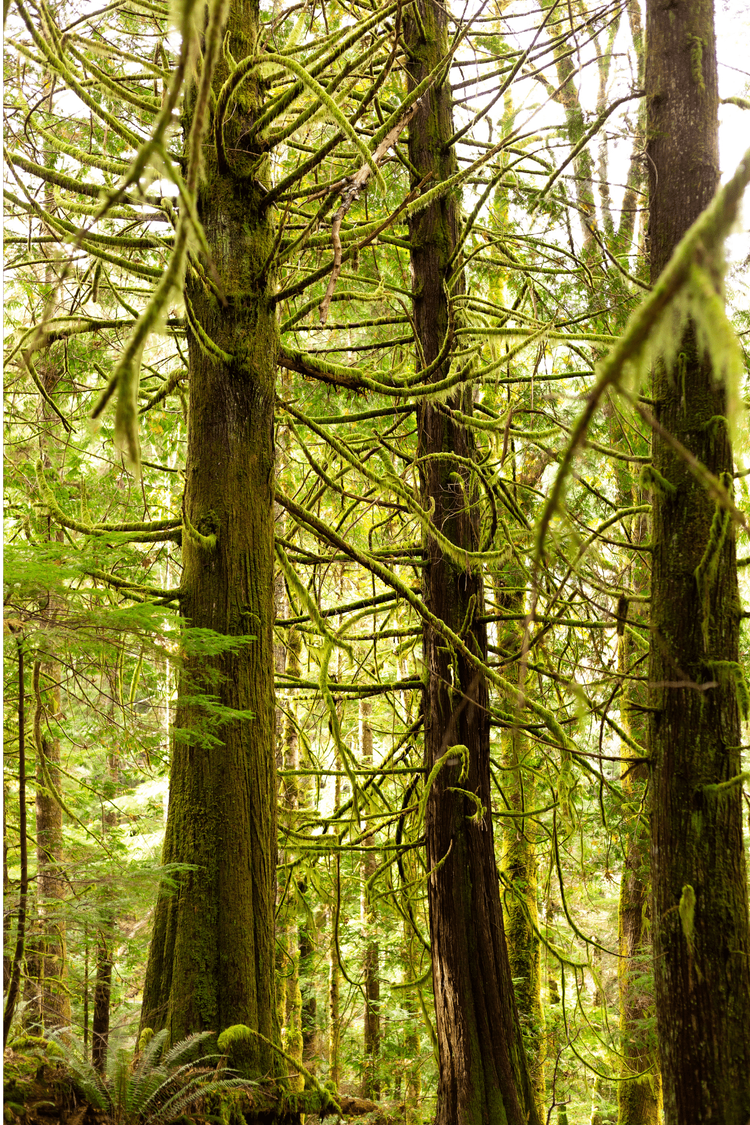 About Western Red Cedar Thuja Plicata Blacklotus Landscaping