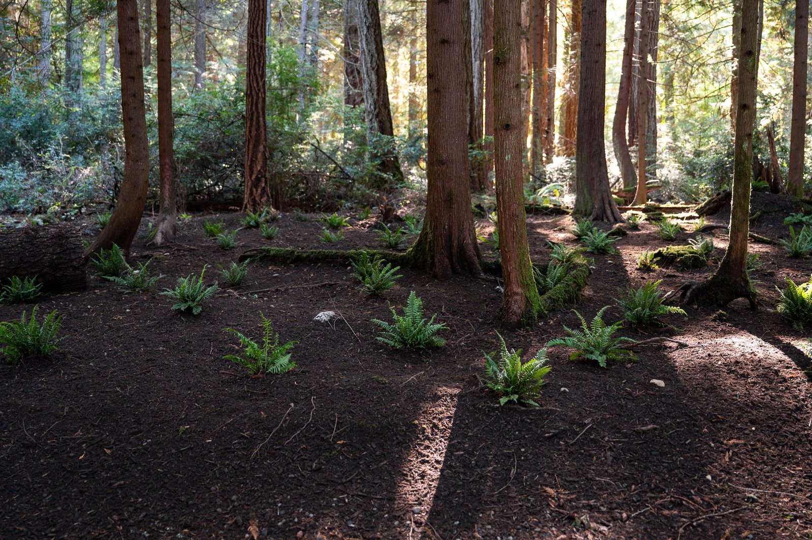 PNW forest rehabilitated with planting of native understory plants.jpg