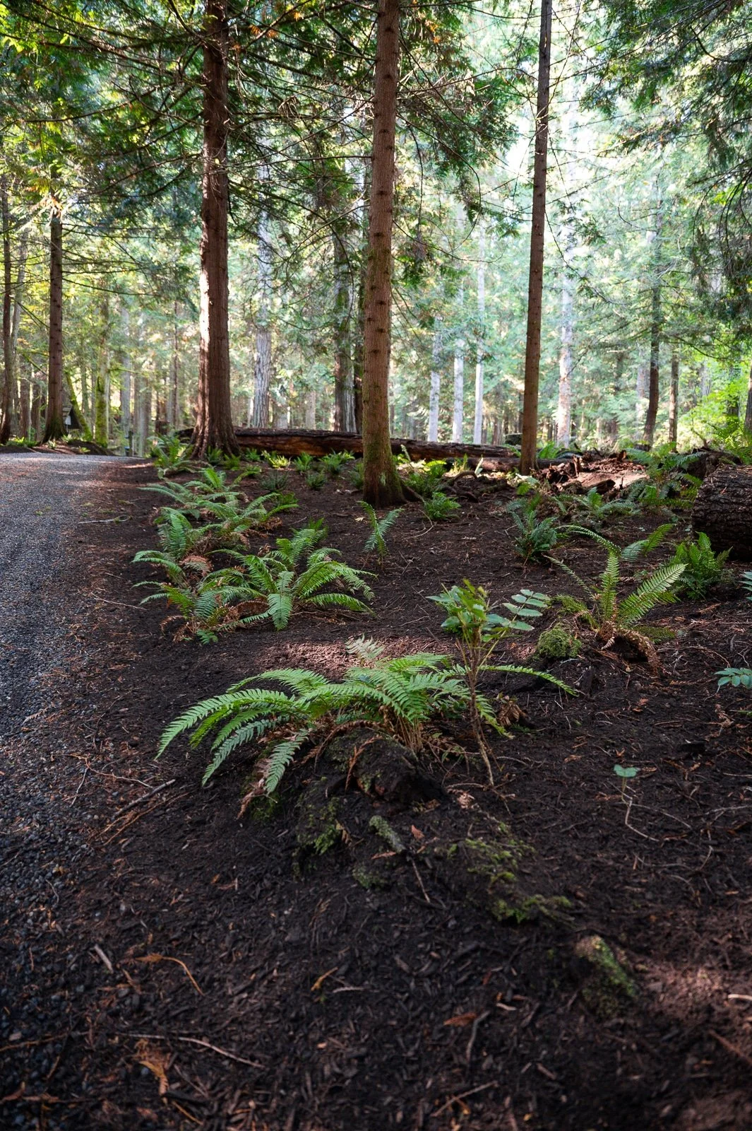 Fern lined gravel road through a forest-5.jpg