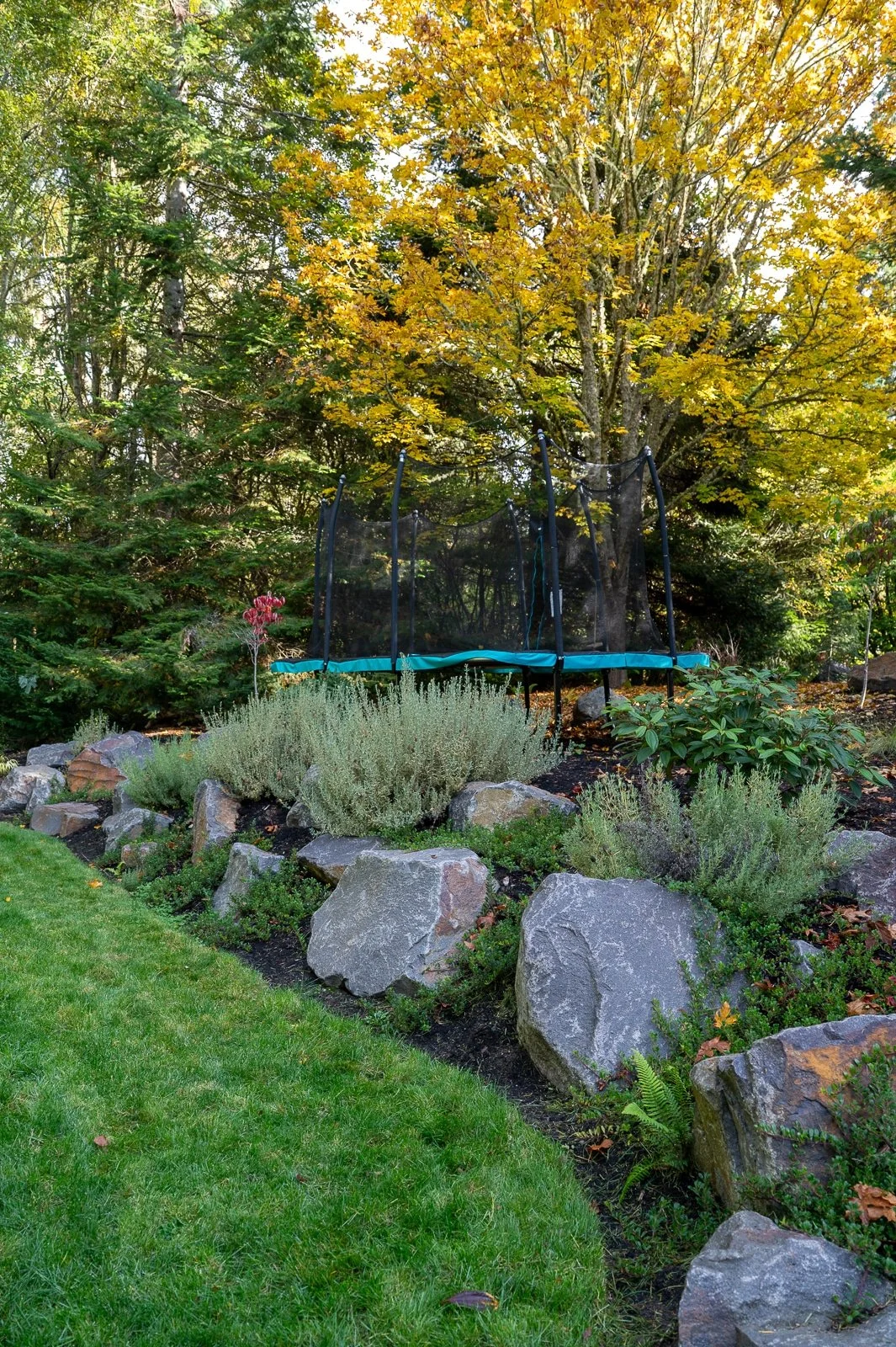 Alpine rockery with lavender and other plants 2.jpg