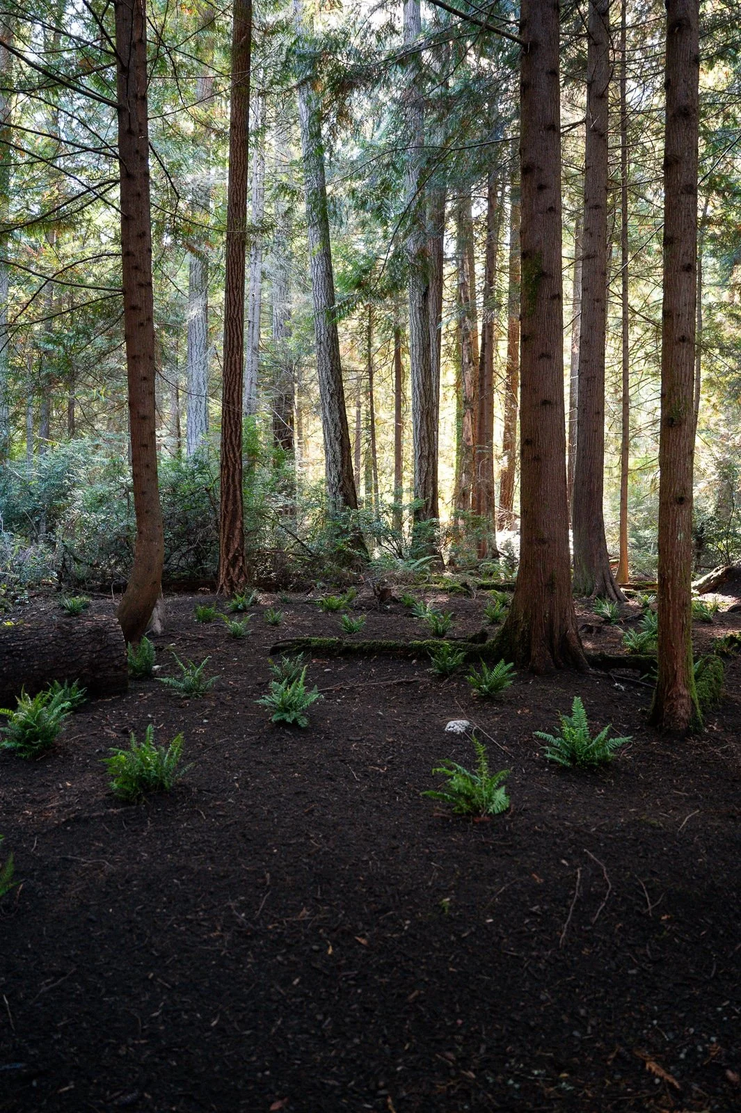 Ferns filling in the understory of a forest-4.jpg