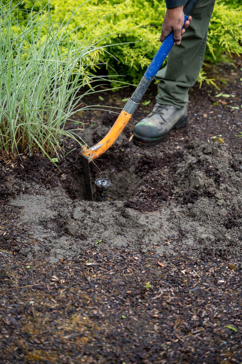 Person digging up irrigation head.