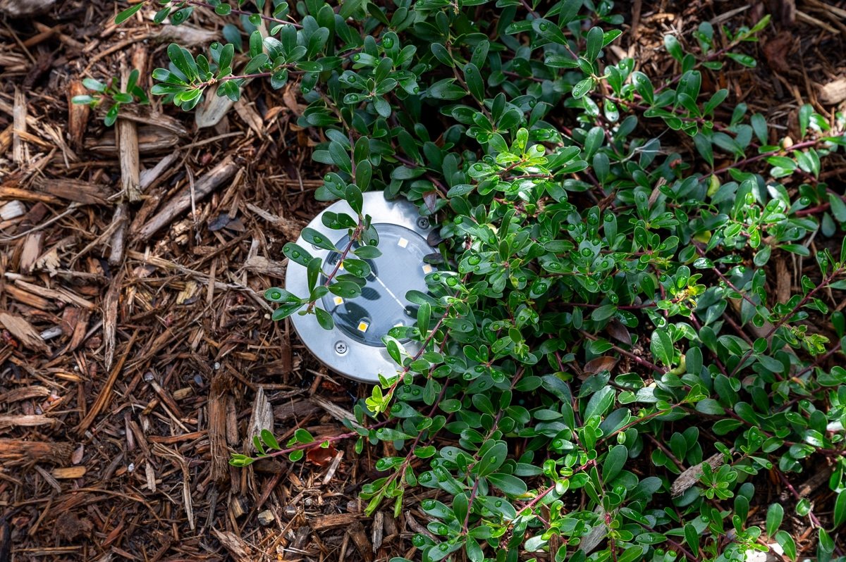 In ground LED light in barked landscape bed.
