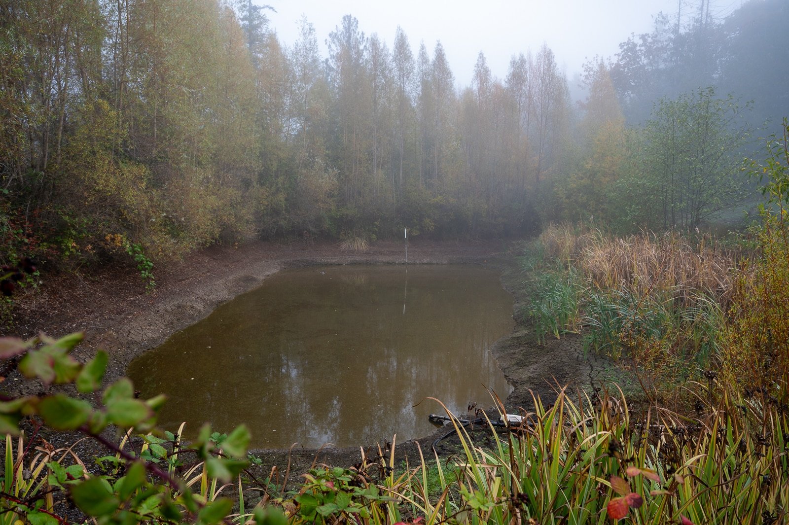 Large eco pond surrounded by plants 3.jpg