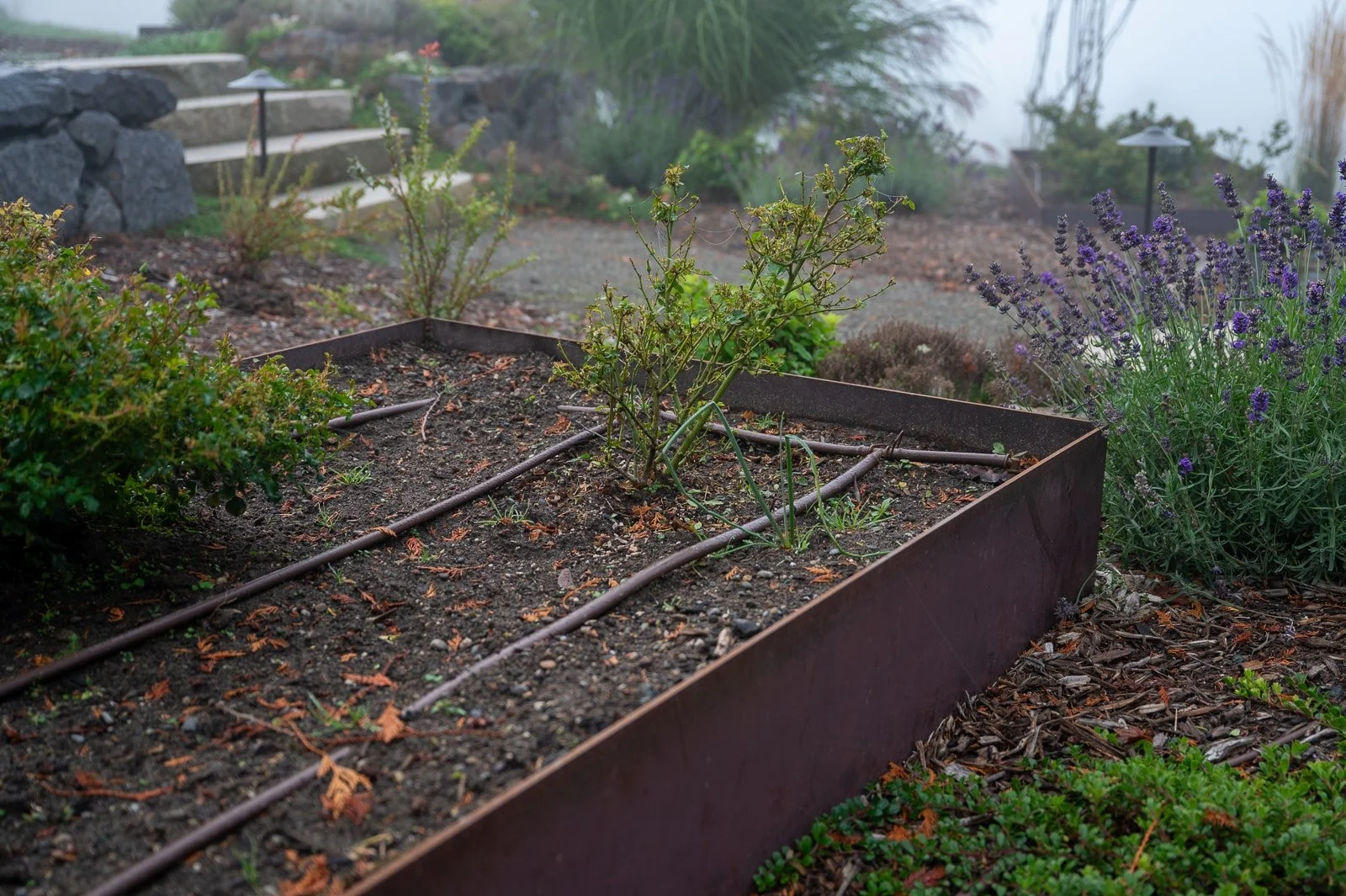 Custom welded veggie beds with native plants surrounding it 2.jpg