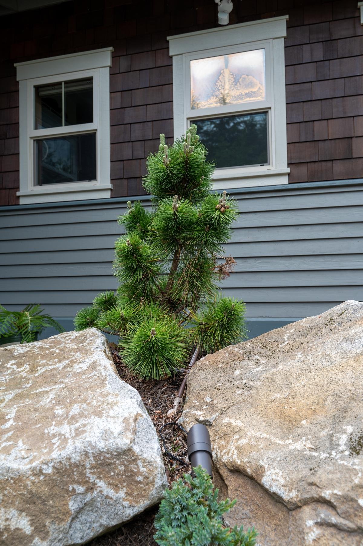 Bronze uplight in a landscape bed shedding light on an evergreen.