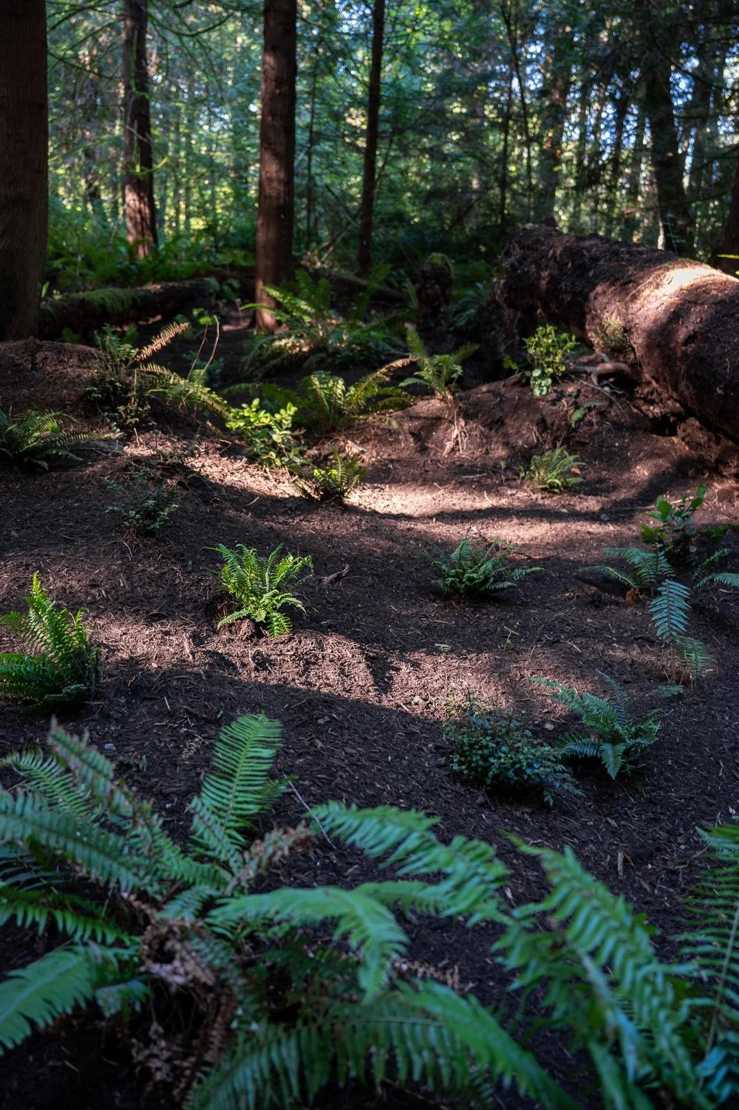 Sword ferns planted out under a forest canopy.jpg