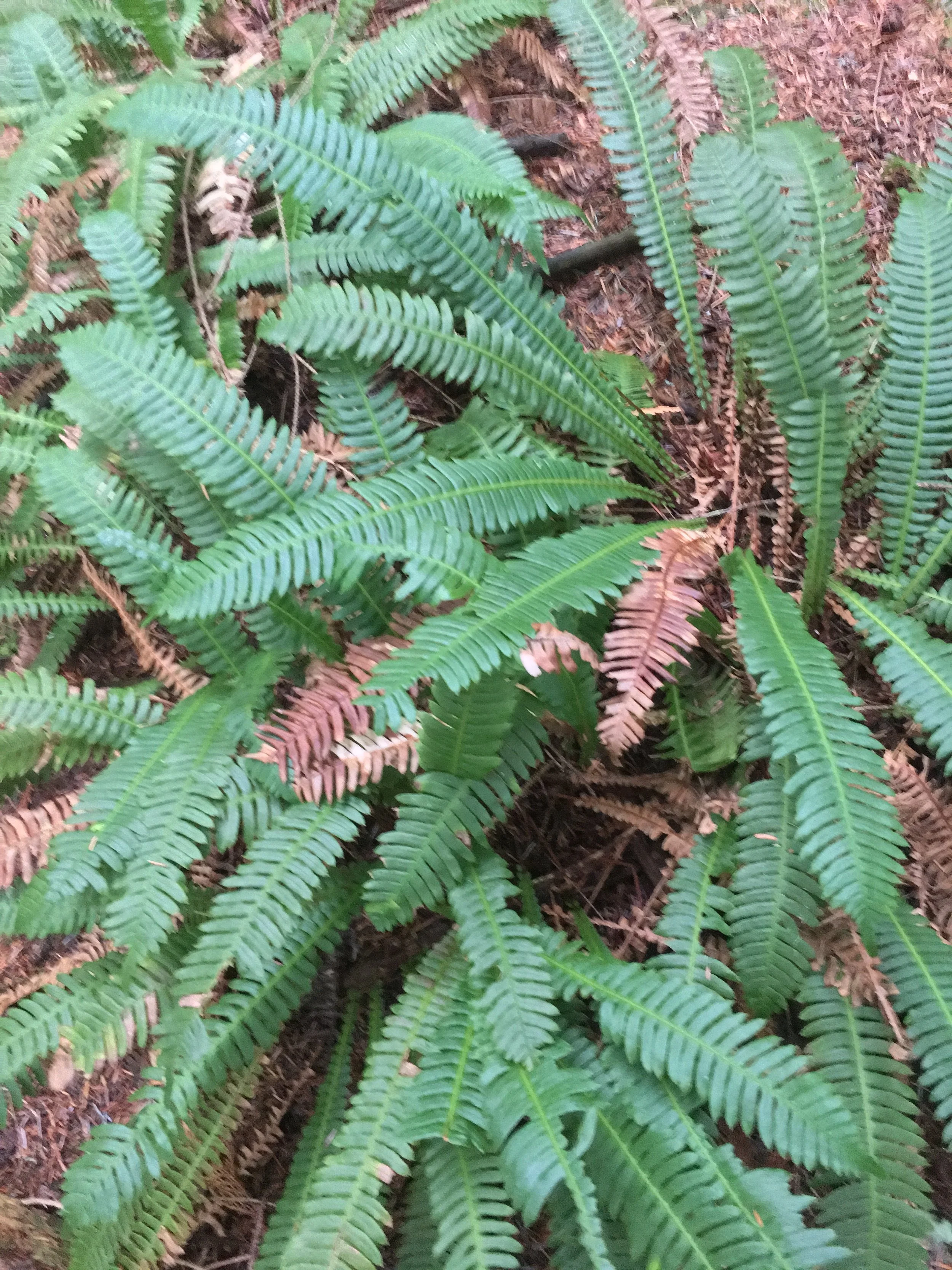 Close up of mature deer ferns.