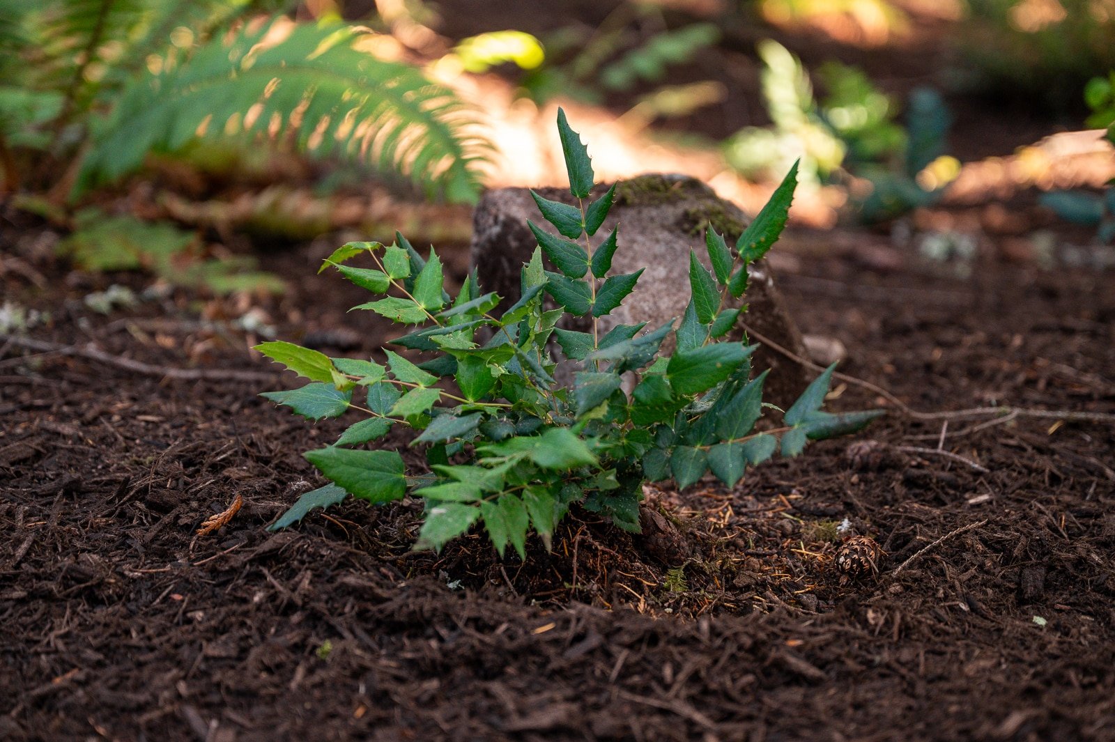 Freshly planted Oregon grape in a Bainbridge Island forest.jpg