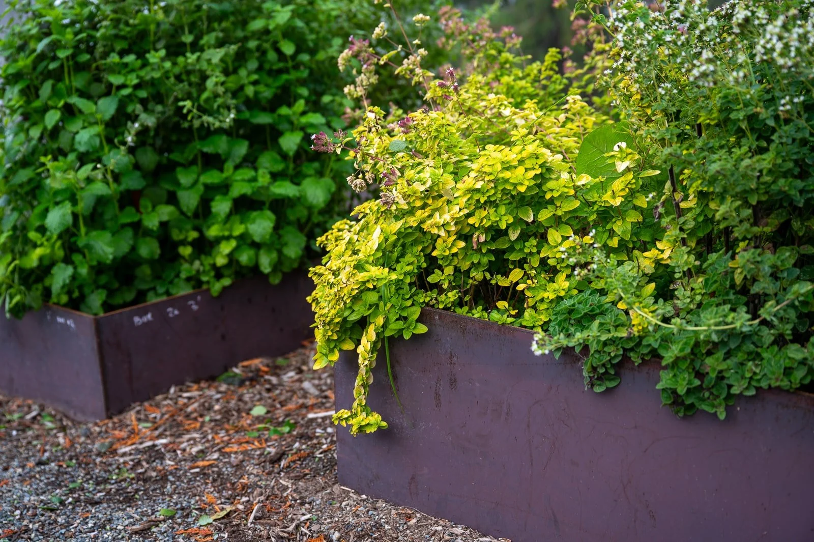 Custom made metal veggie beds-113.jpg